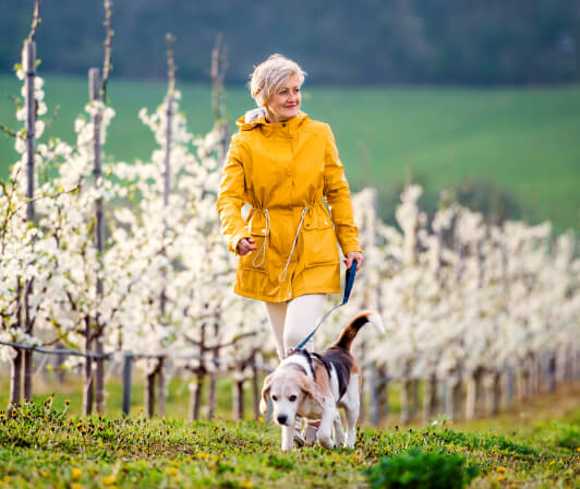 Nainen ulkoiluttaa koiraa kirsikkapuiden edessä keltaisessa takissa