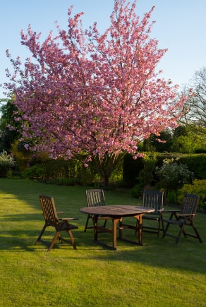 Puutarhapöytä ja tuolit, jotka on asetettu kukkivan kirsikkapuun alle
