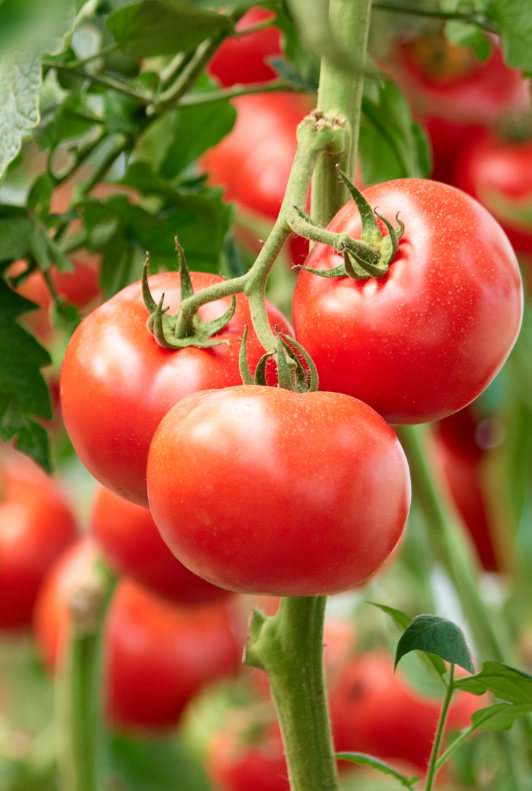 Tomaatit kasvihuoneviljelyssä
