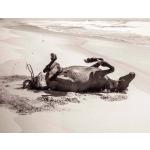 Love Warriors - Juliste Wild horse on the beach 100x100 - Moniväriset